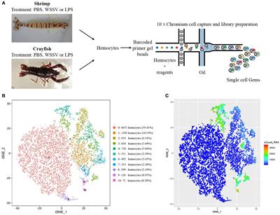 Hallmarks of crustacean immune hemocytes at single-cell resolution